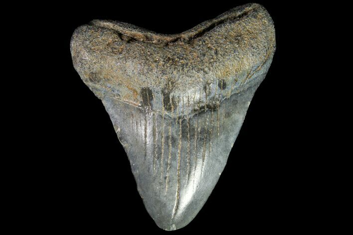 Juvenile Megalodon Tooth - Georgia #115629